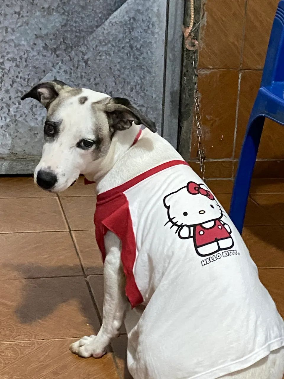 doação cachorrinha  - Foto 2