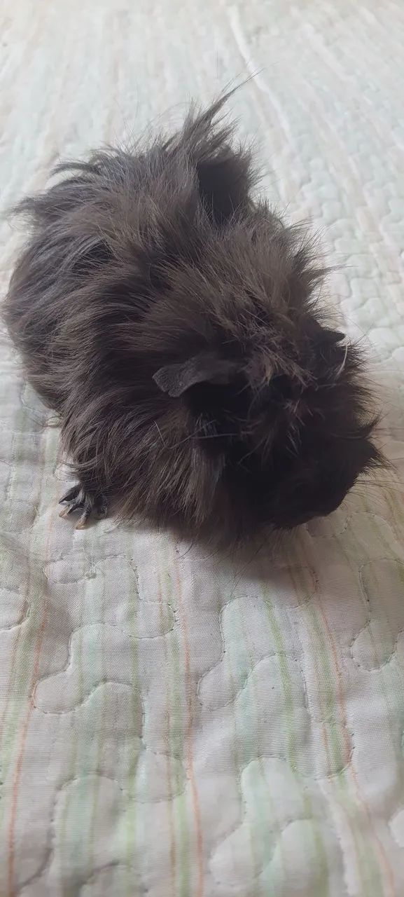 Porquinho da Índia 