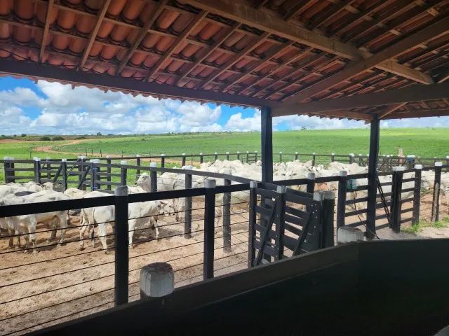 FAZENDA PRONTA ITAPICURU/BA - 670HA - Foto 5