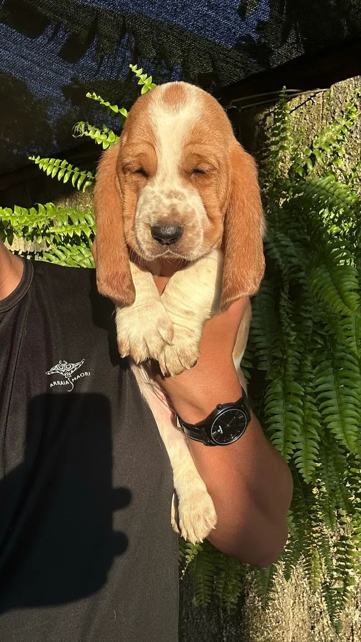 Basset hound - Foto 5