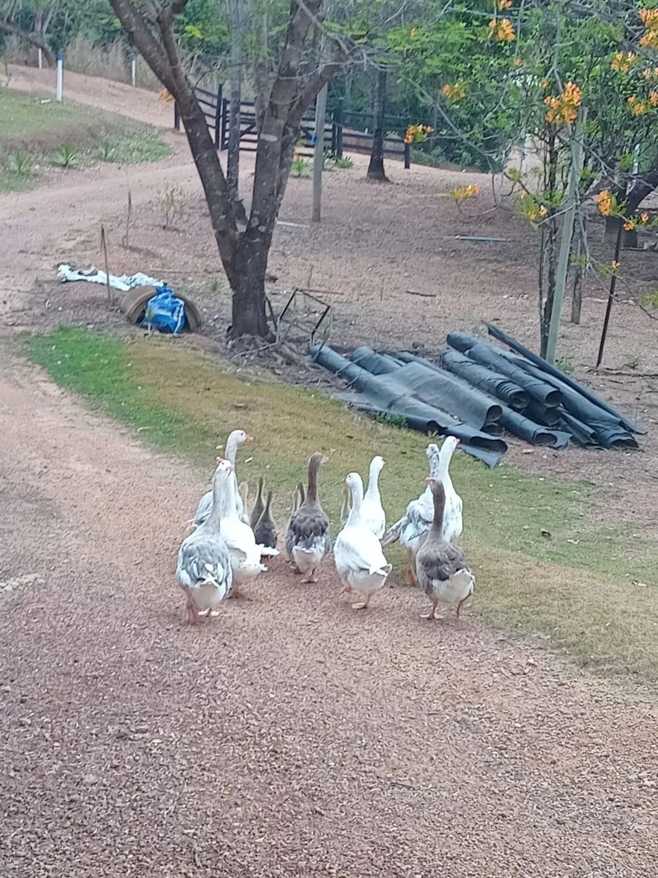 Ganso chinês  - Foto 4
