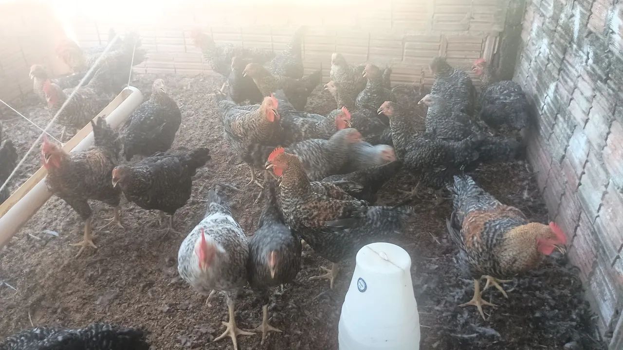 Vende Se galinha Caipirão é Carijó  - Foto 4