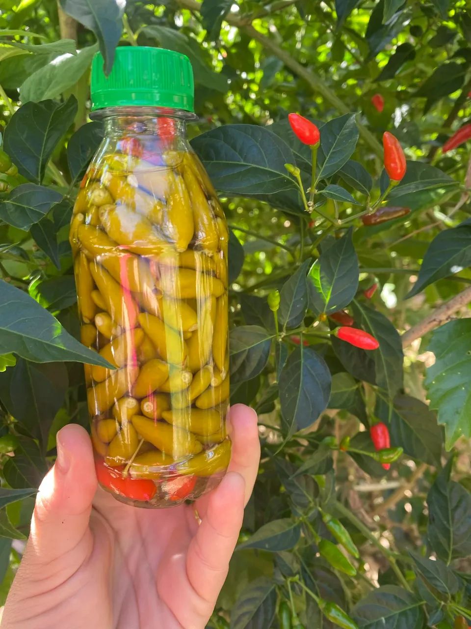  6,00 Reais Pimenta em conserva Abreu e Lima 