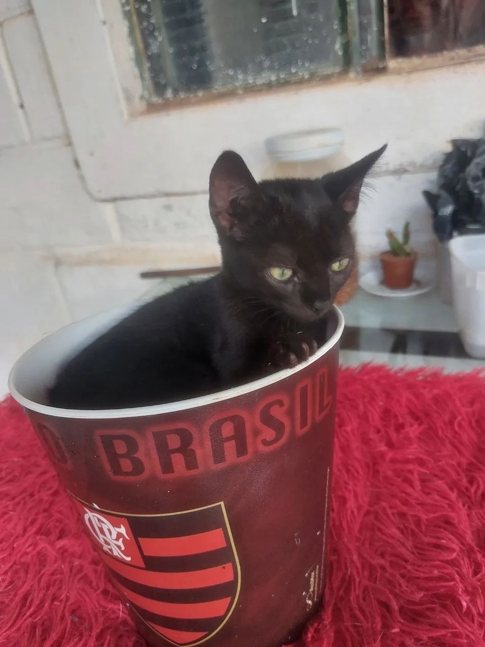 Doações de gatos  - Foto 3