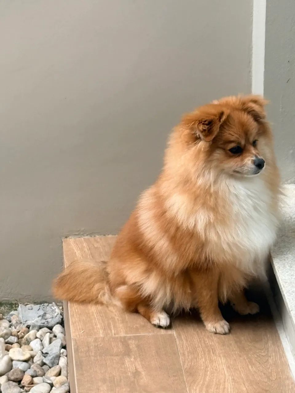 Vendo Lulu da Pomerania - Foto 2