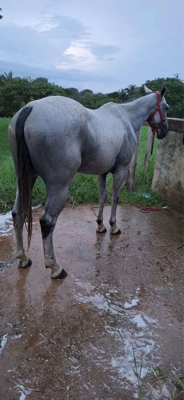 Vendo cavalo