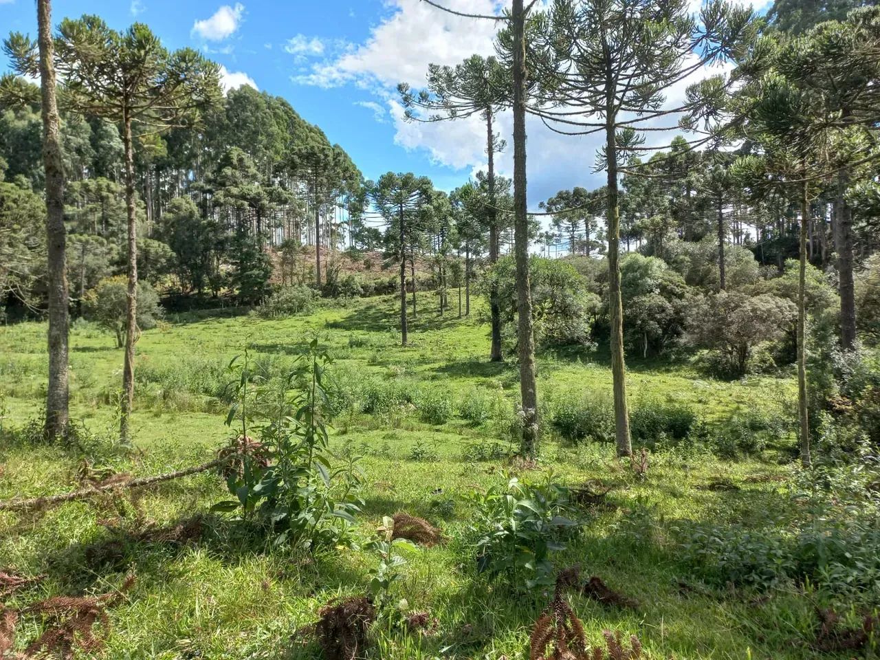 Terreno Próximo à Cidade com Rio nos Fundos - Foto 5