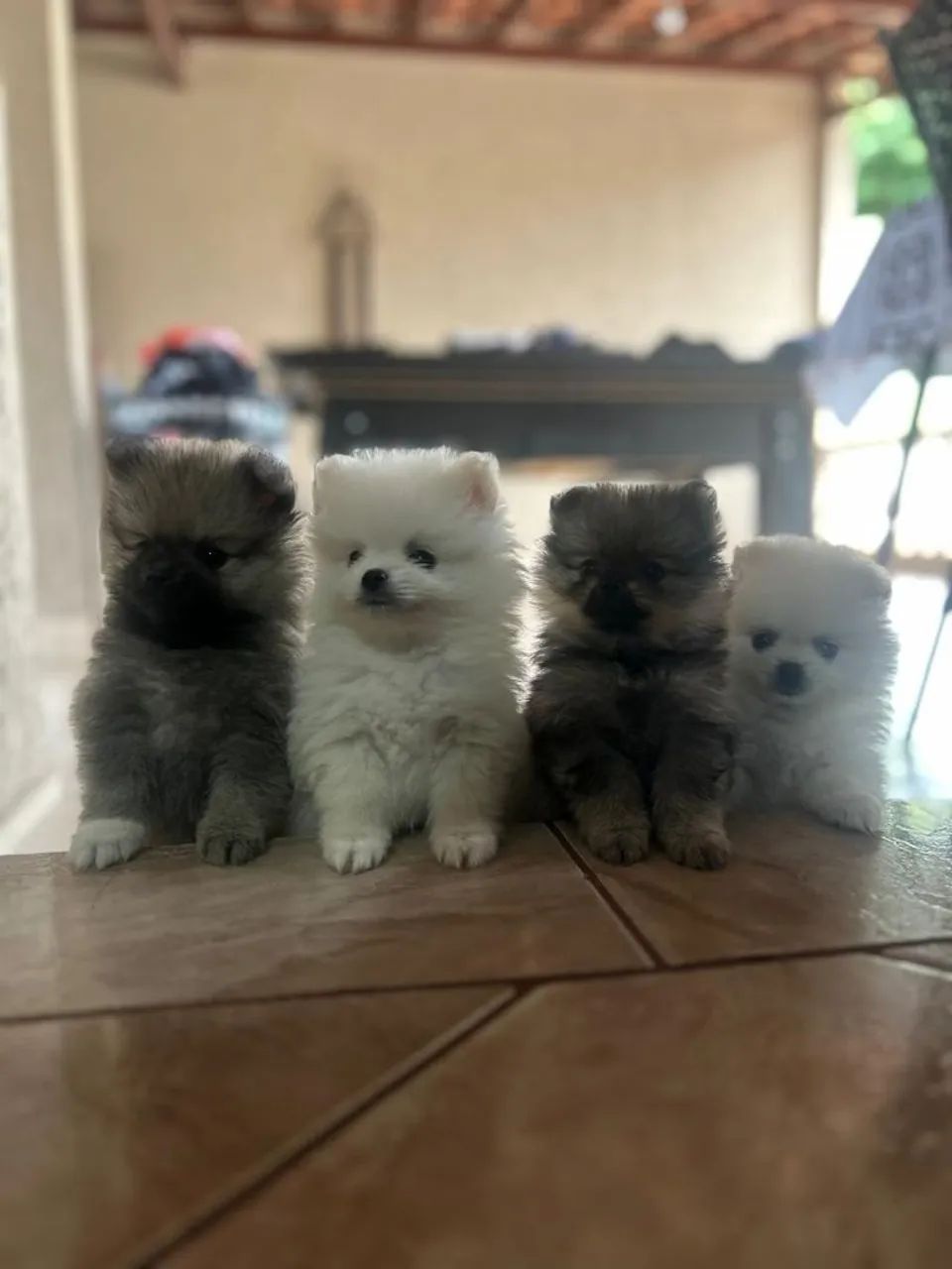 Spitz alemão  - Foto 2