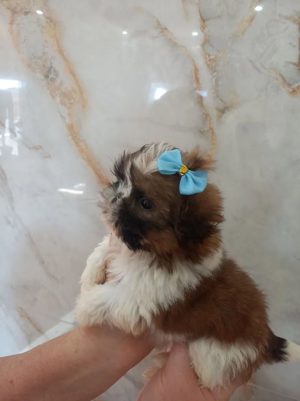 Mini shih tzu 