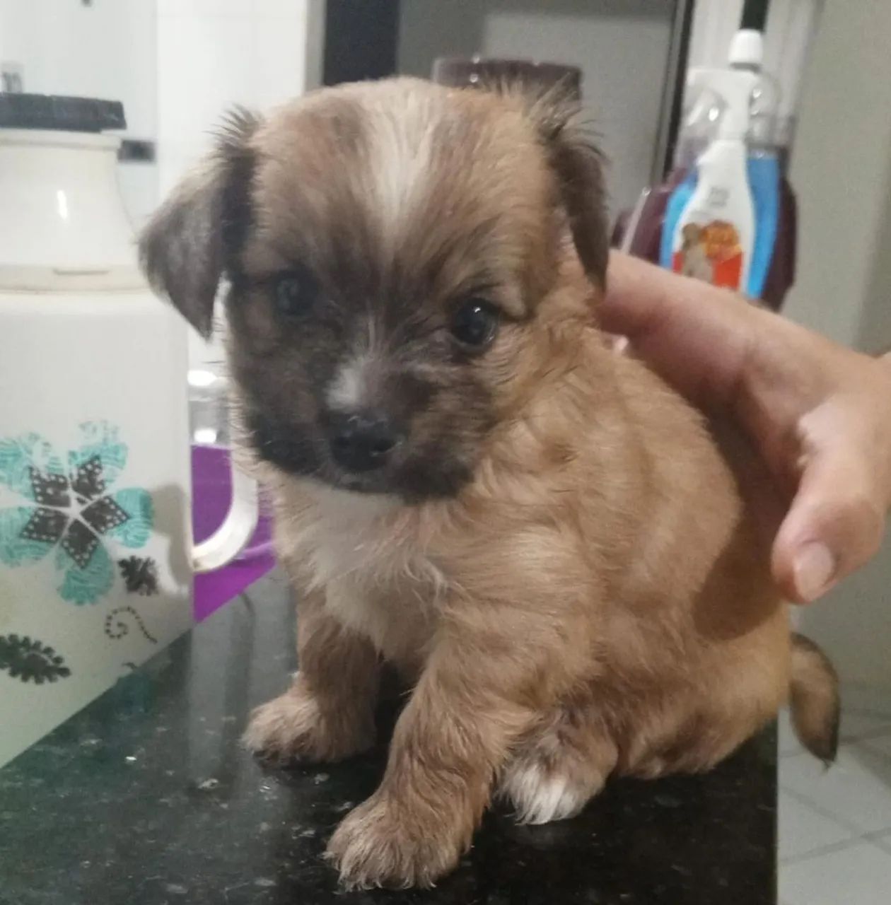 Filhote cachorro  - Foto 2