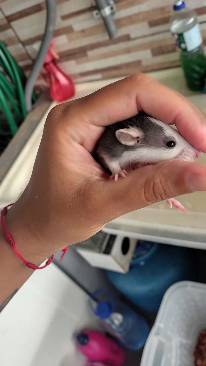 Ratos Twister  - Foto 4