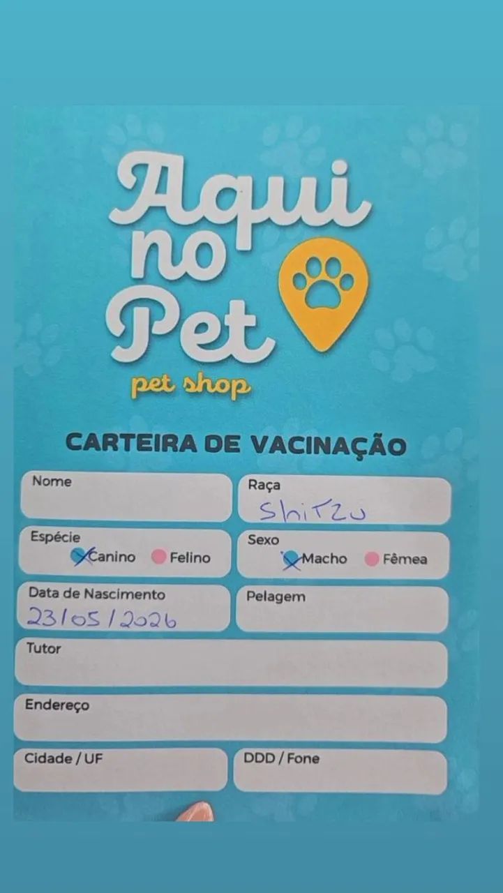 Cachorro Shit-Zu - Foto 4