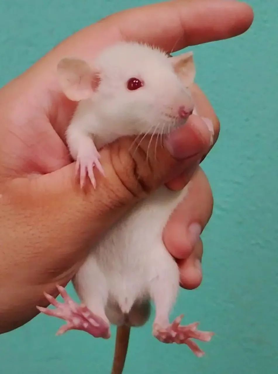 Vende-se dupla de filhotes machos de rato twister padrão Diferenciado - Foto 2