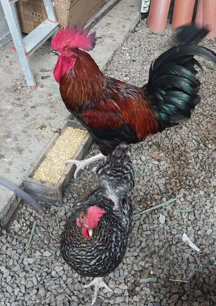 Galinha e o galo  - Foto 5