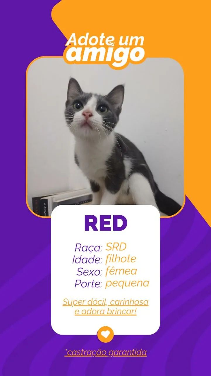 adoção responsável  - Foto 3