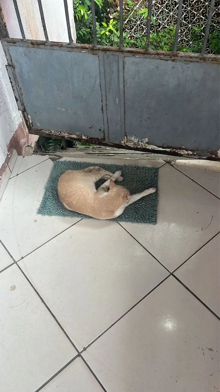 Gato macho castrado  - Foto 4