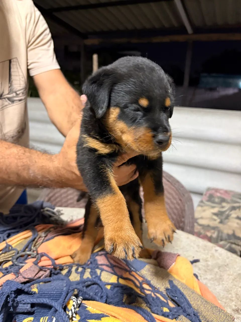 Rottweiler  - Foto 3