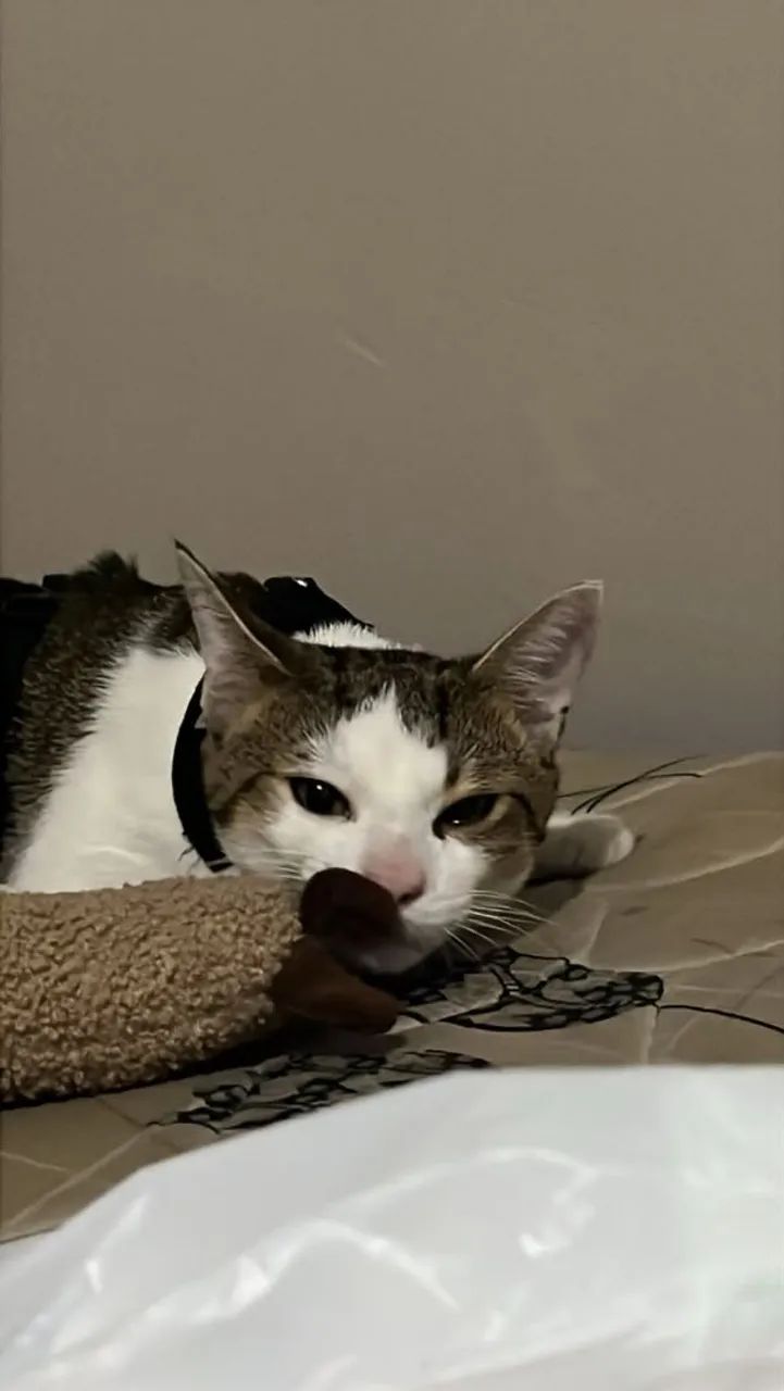 Doação de gato - Foto 5