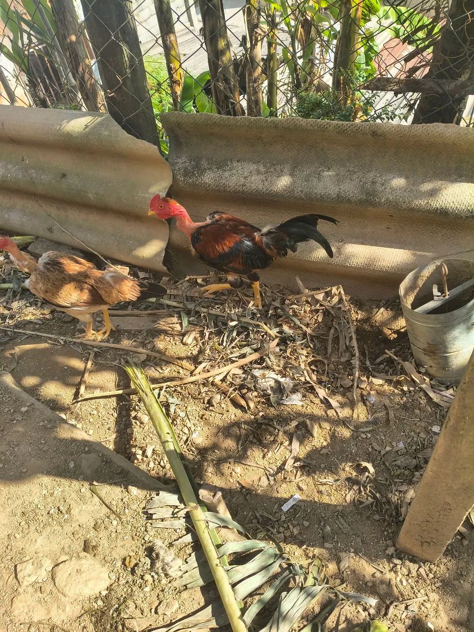 Frango caipira novo polacos