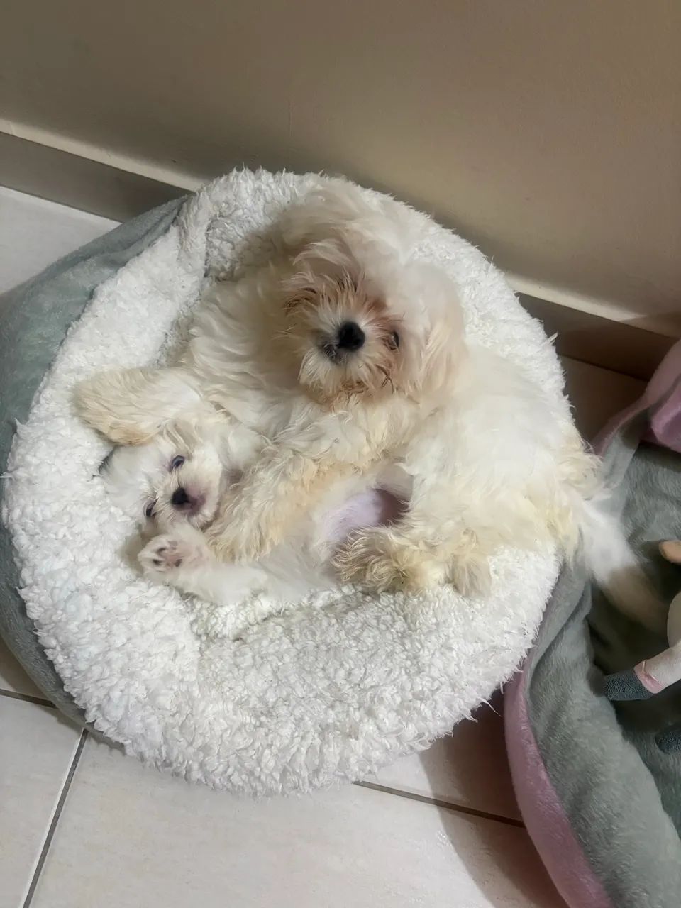 Lindos filhotes 