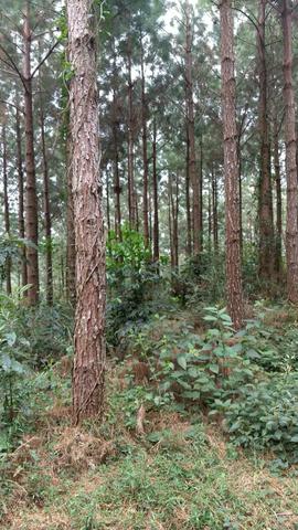 Fazenda de Pinus - Foto 6