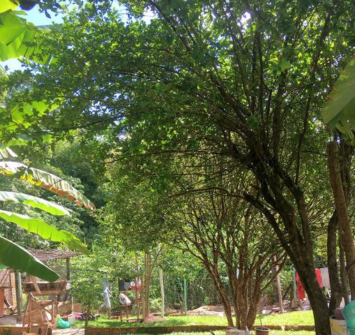 Chácara Urbana formada próximo ao Jardim Japonês - - Foto 7