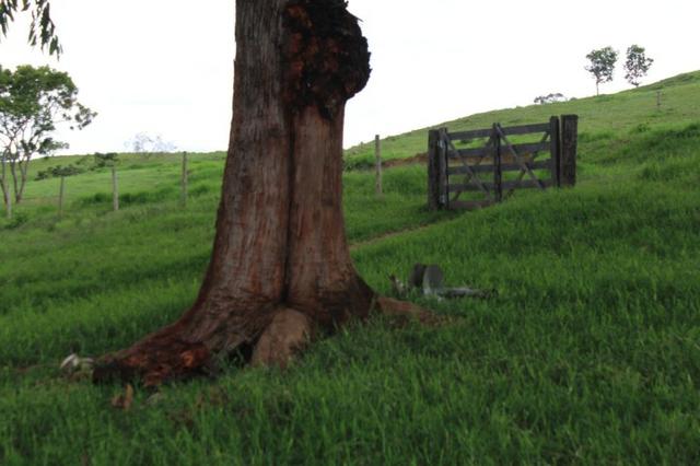 Fazenda Montada 25 Alqueires Cocalzinho"Toda Formada,72 km de Anapolis,129 km Goiania