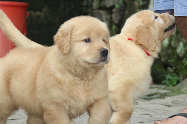 Golden Retriever Filhotes