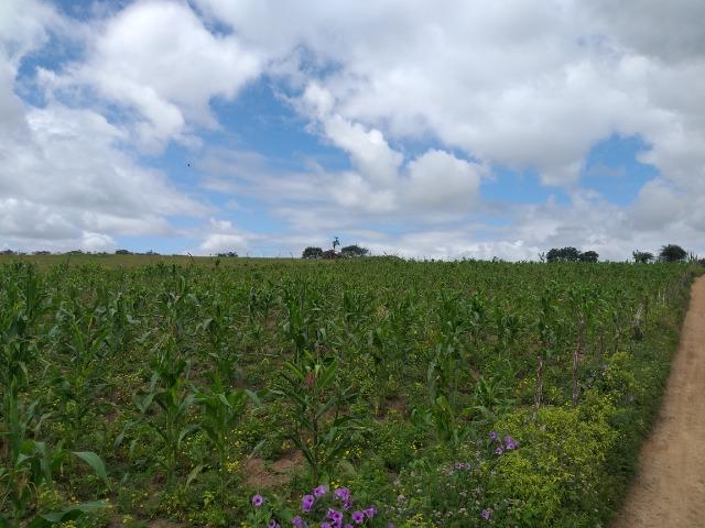 Terreno - Foto 7