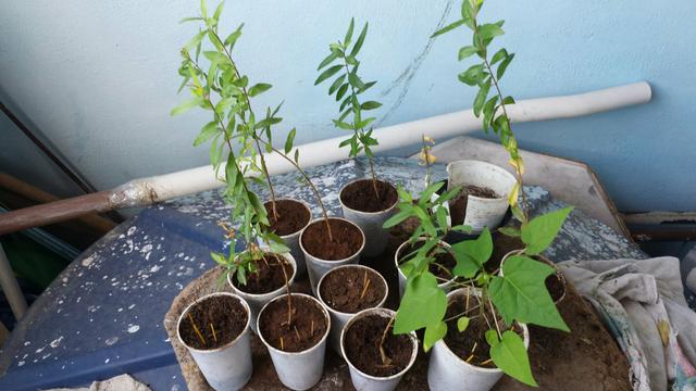 Plantas frutiferas - Foto 4