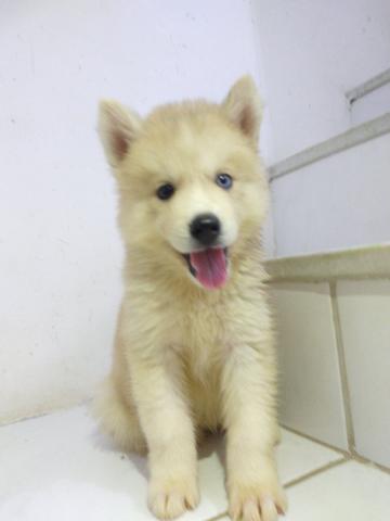 Filhote de Husky Siberiano