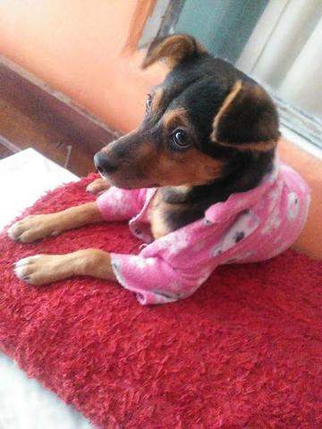 Cadela pra adoção - Foto 2