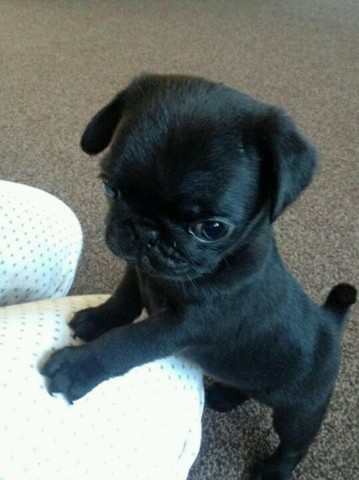 Filhotes de Pug!!!