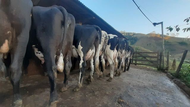 Vende-se vacas leiteiras  - Foto 4