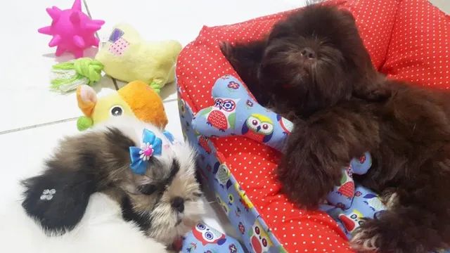 shitzu bebes filhotes fofos com vacina lindos m - Foto 5
