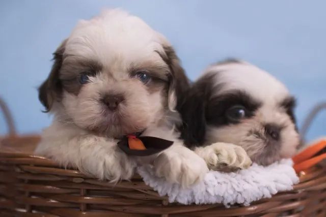 Shihtzu Com Garantia e Procedência 