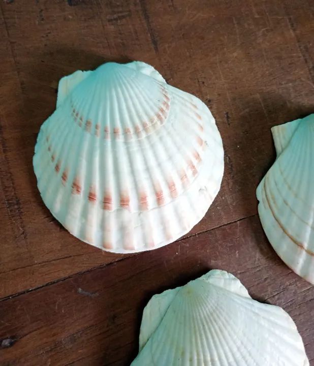 Lote com 5 Conchas Naturais Estilo Shell - Japão  - Foto 2