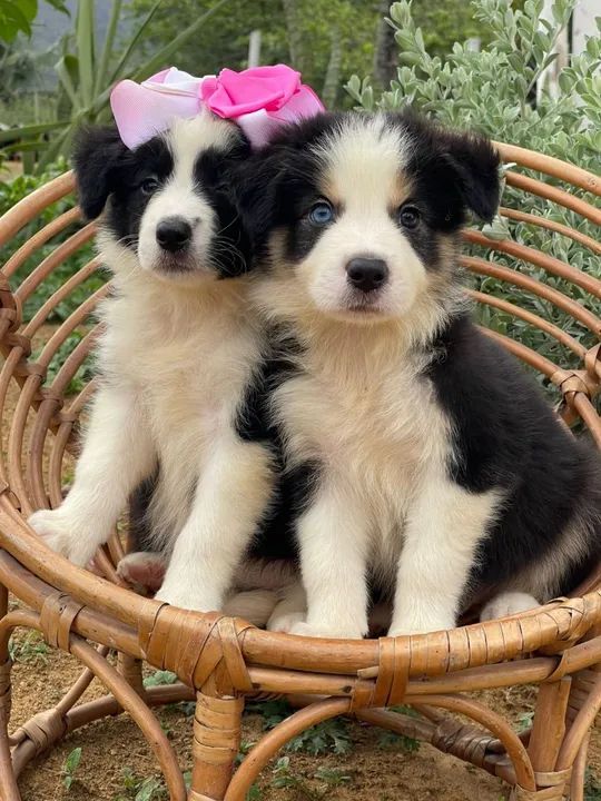 Carioca de olhos azuis  - Foto 4