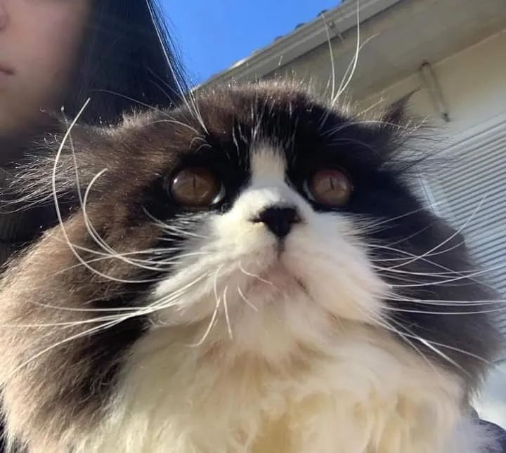 Gato Persa  reprodutor 2.6 Anos. Disponível  - Foto 2