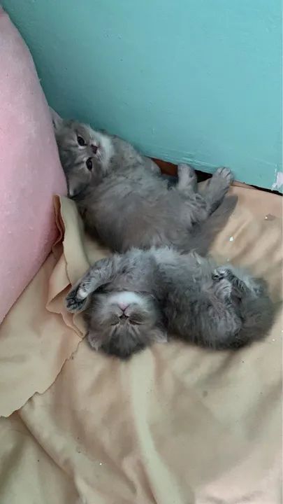 Gatinhas persa filhote