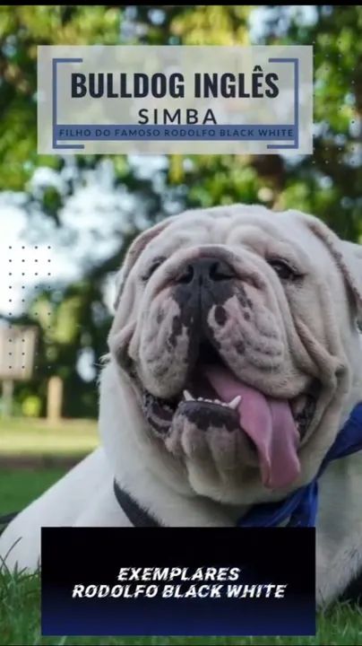 Filhotes de Bulldogue Inglês 