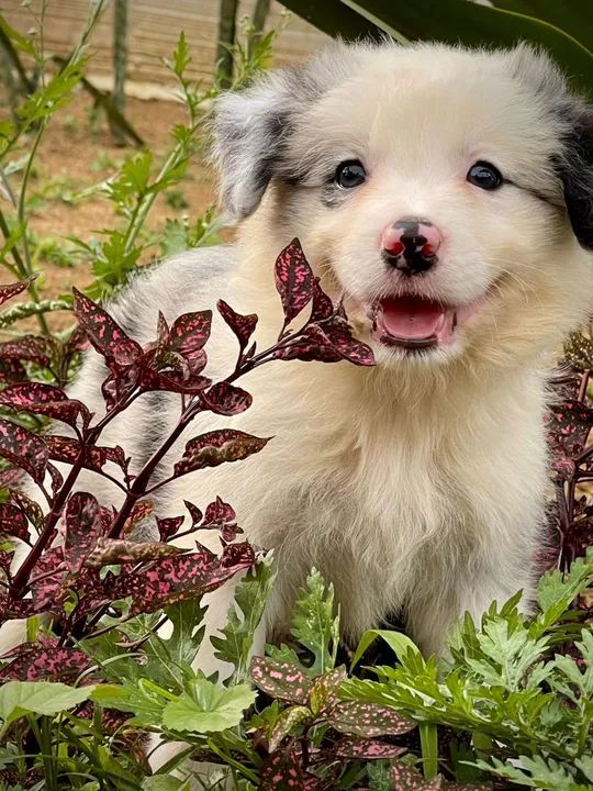 Carioca de olhos azuis  - Foto 6