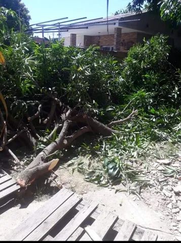 Poda de árvores  profissional ? - Foto 2