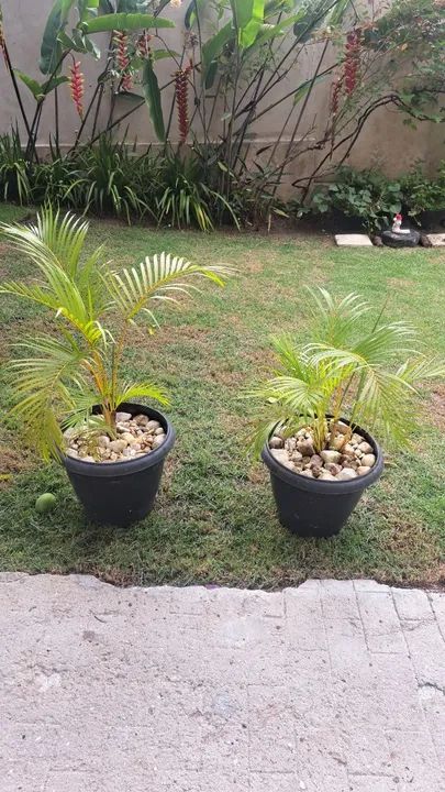 2 Vasos de Planta com Pedras Decorativas - Foto 4