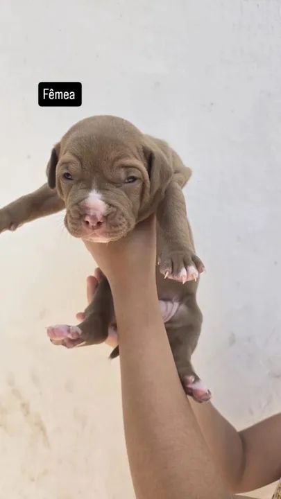 Filhote de Pitbull - Foto 5