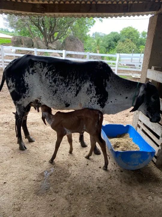 Novilha Girolando com Bezerra ao pé  - Foto 5