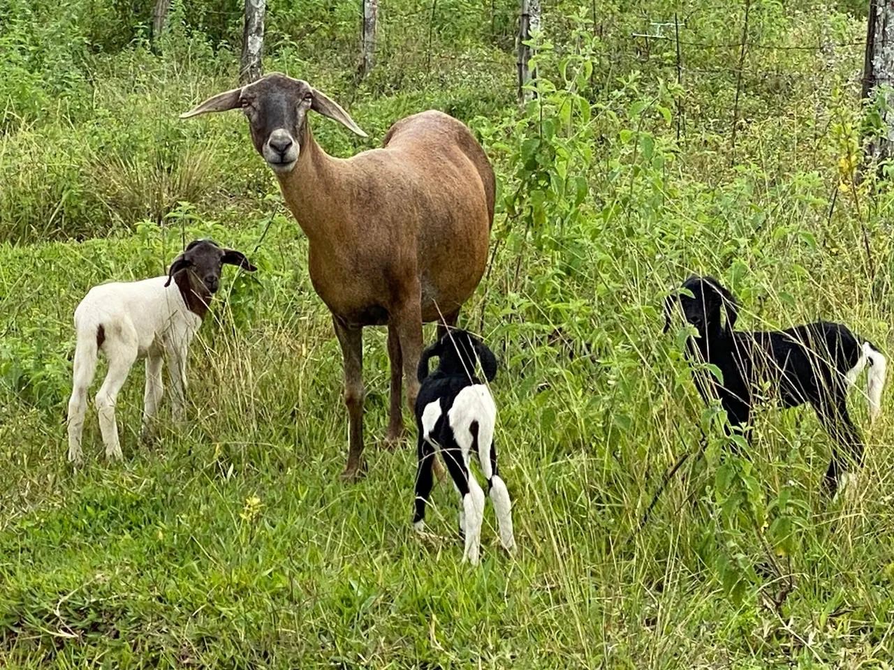 Vende-se ovelhas paridas raça Santa Inês e 1 bode reprodutor raça Parda Alpina - Foto 2