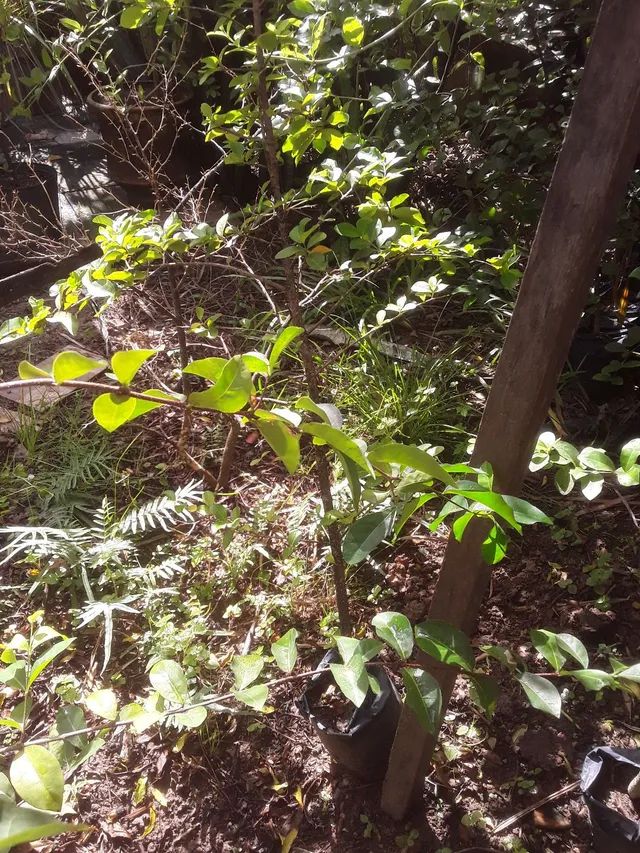 Pés de Acerola  - Foto 5