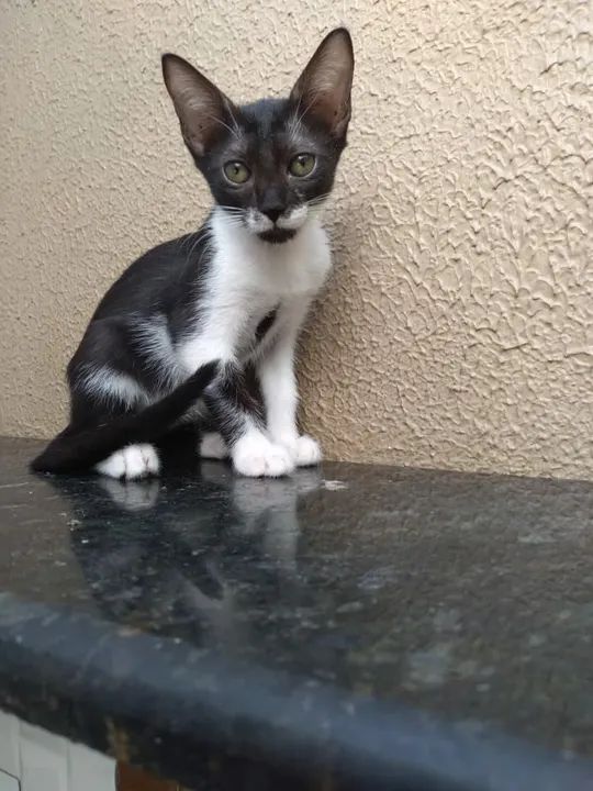 Gatinho preto e branco disponível para adoção - Foto 3