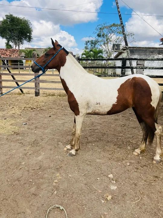 POTRA PICADO GENUÍNO  - Foto 3